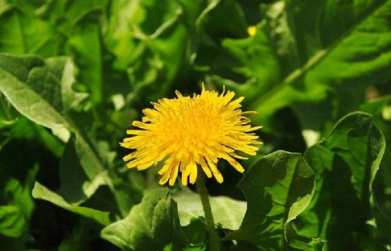 Dandelion Extract  